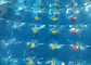 Bola de rolamento inflável azul da água para jogos exteriores infláveis do parque do Aqua fornecedor